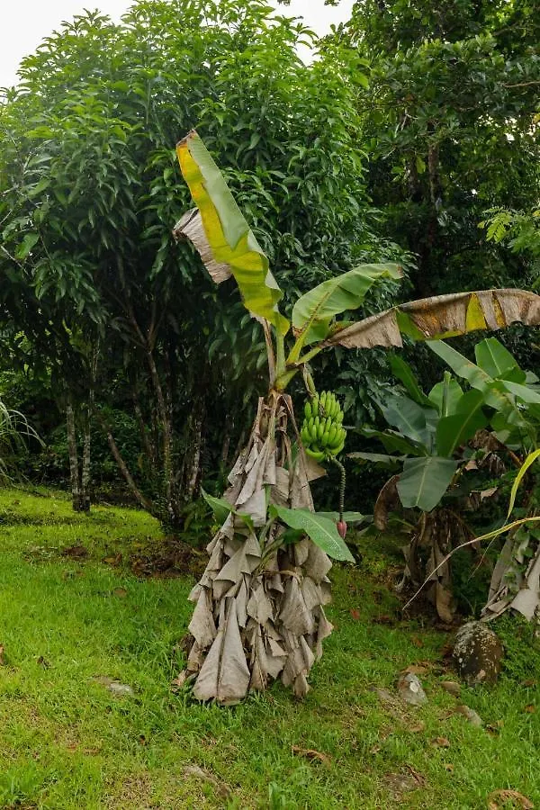 Rainforest Retreat 15 Min From The Beach Luquillo Сasa de vacaciones